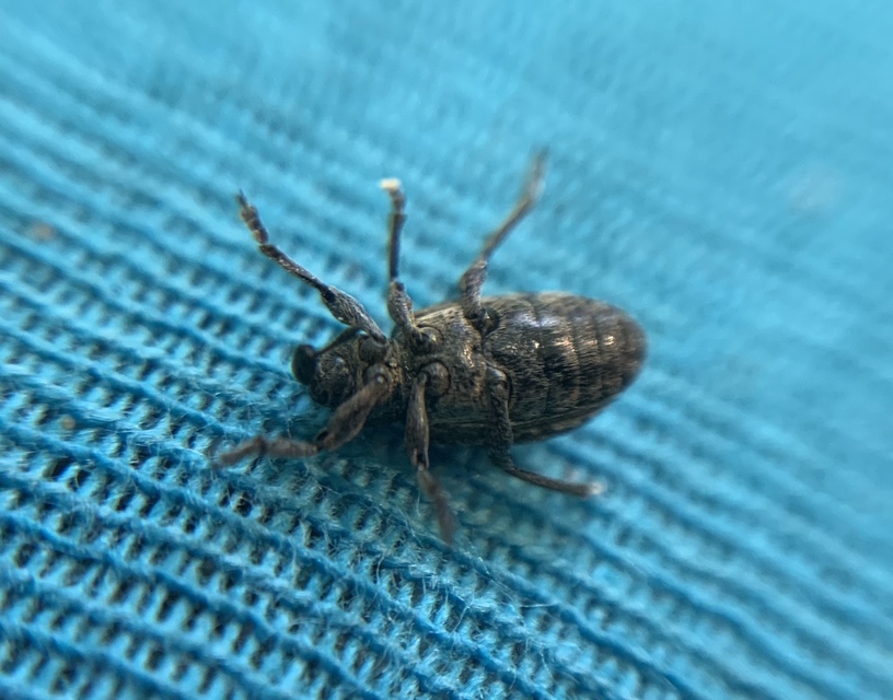 Hypera diversipunctata - nyúlánk pikkelyesormámyos