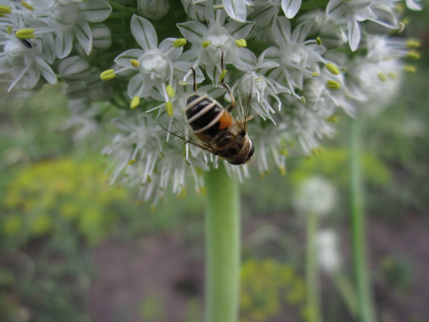Eristalis arbustorum - fehérarcú herelégy
