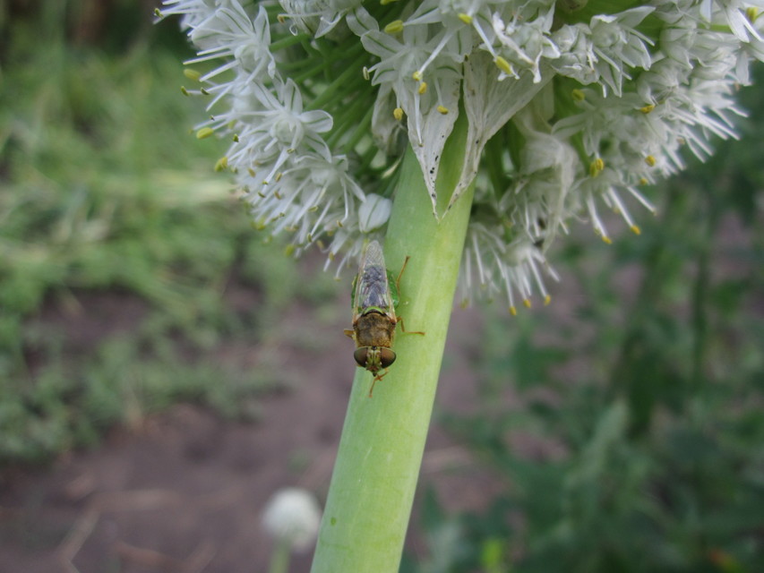 Odontomyia angulata - háromszöges zömöklégy