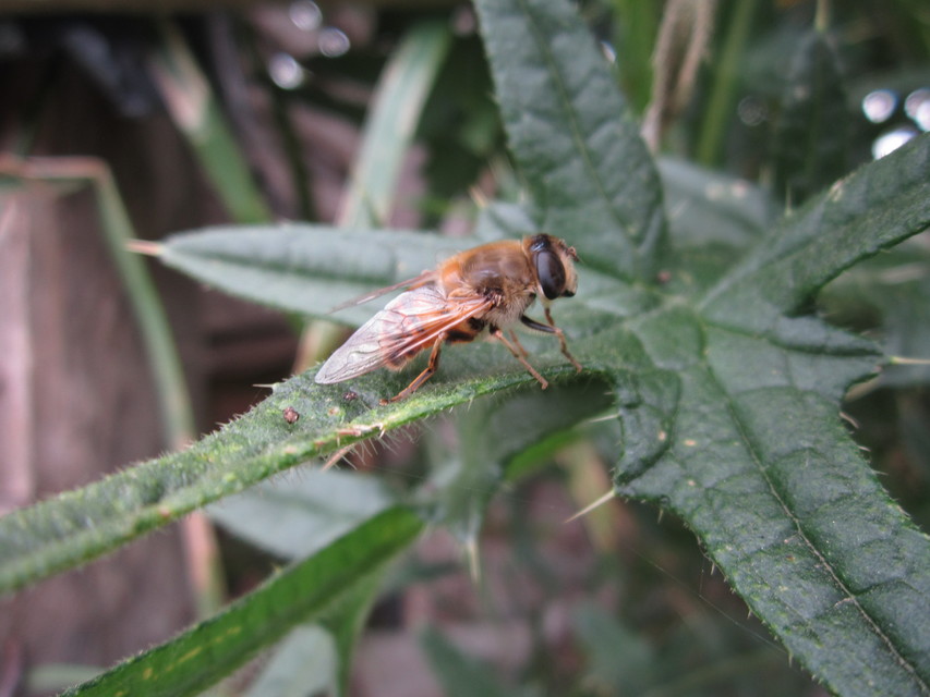 Eristalis tenax - közönséges herelégy