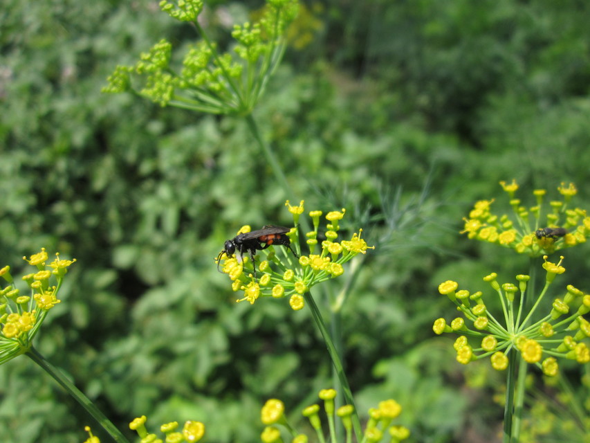 Anoplius viaticus - közönséges útonállódarázs