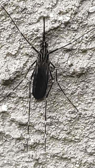 Aedes japonicus/koreicus