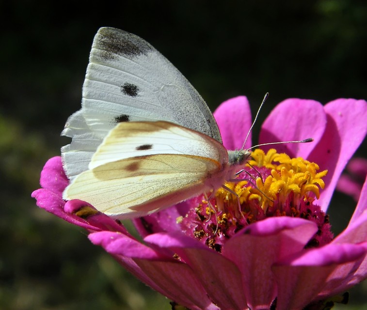 Pieris rapae - répalepke