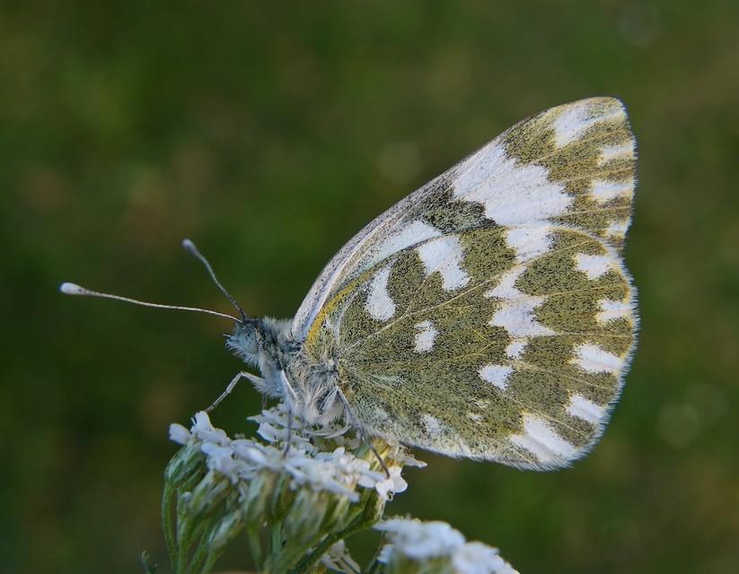 Pontia edusa - rezedalepke
