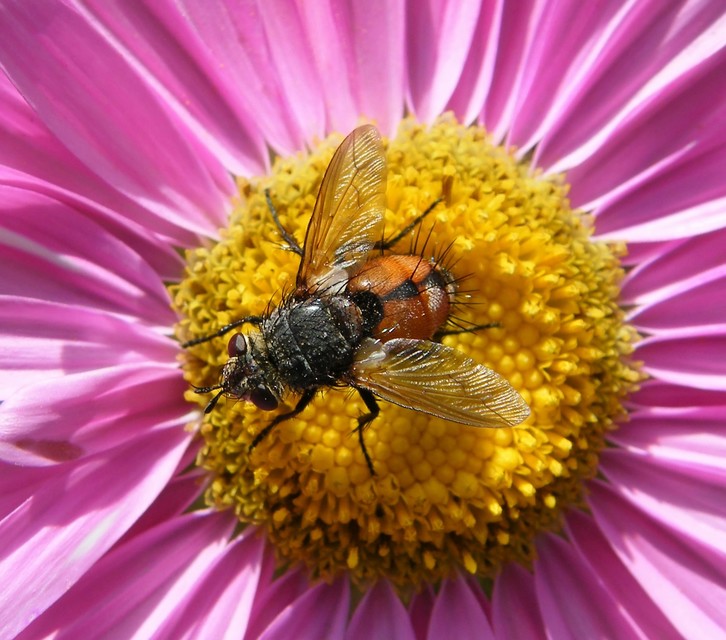 Tachininae