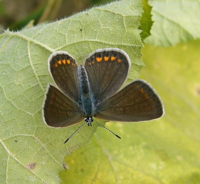 Polyommatus icarus - közönséges boglárka