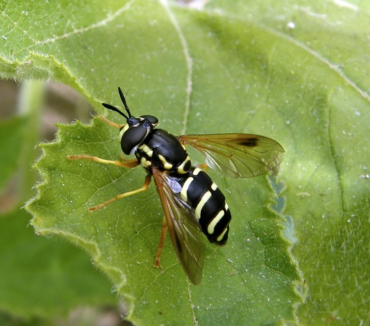 Chrysotoxum