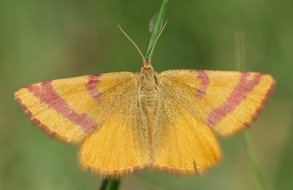 Lythria cruentaria - bíborcsíkos araszoló