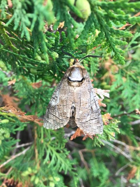 Cossus cossus - fűzfarontólepke
