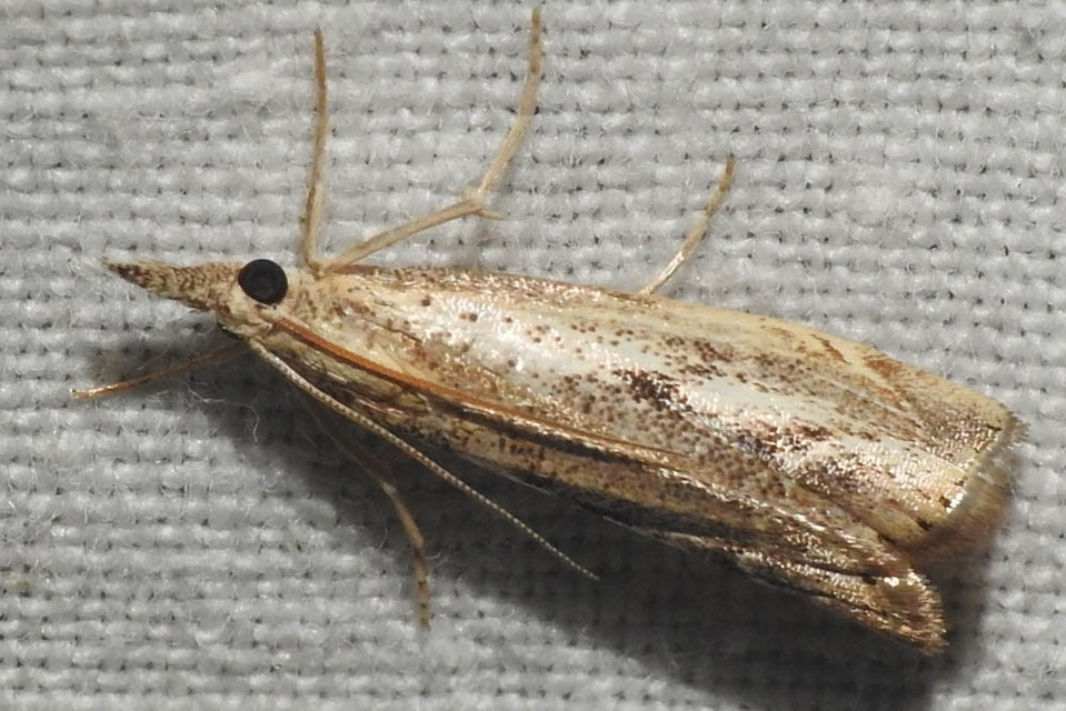 Agriphila tolli - síksági fűgyökérmoly