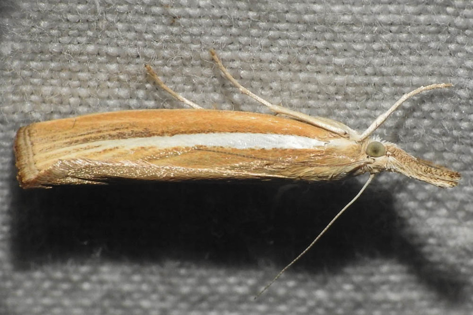 Agriphila