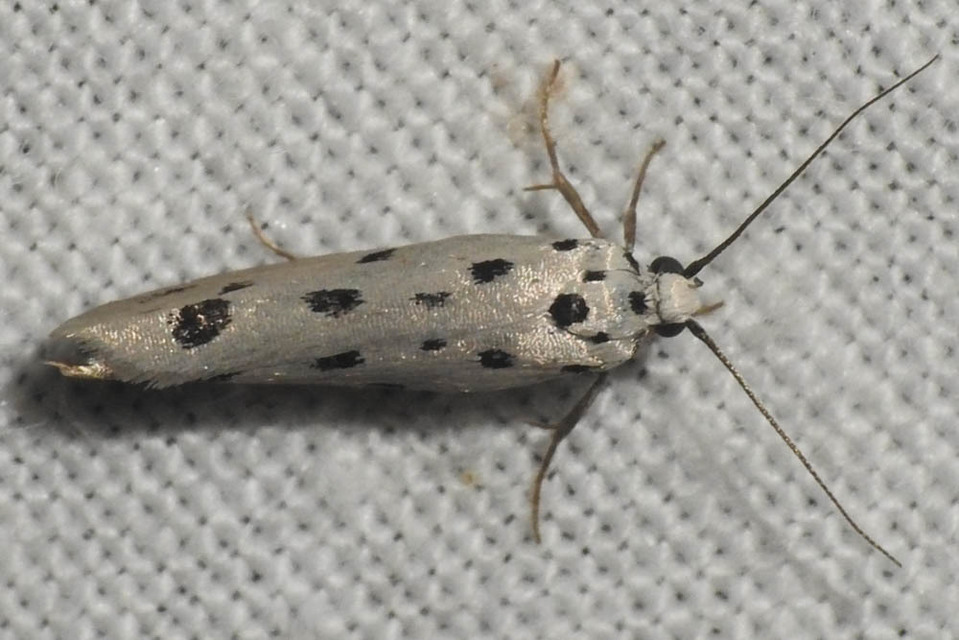 Ethmia dodecea - tízpettyes feketemoly