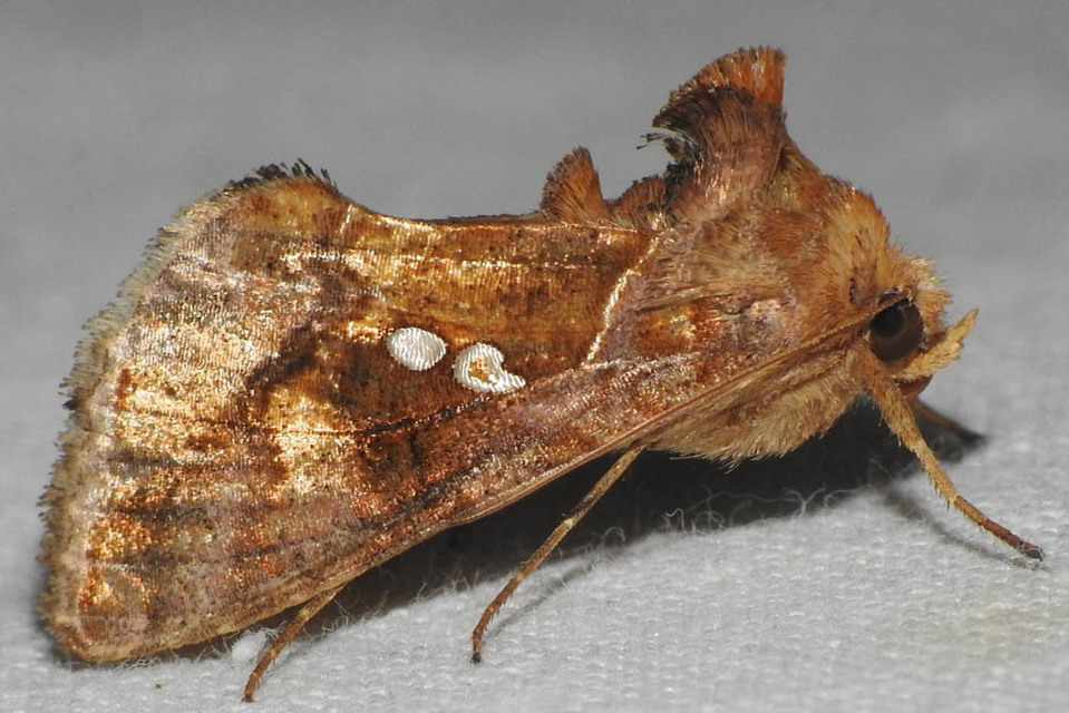 Chrysodeixis chalcites - déli aranybagoly