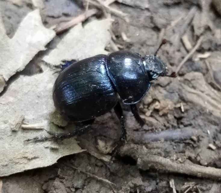 Anoplotrupes stercorosus - erdei álganéjtúró