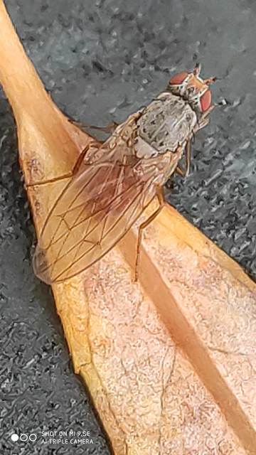 Heleomyzidae - tüskésszárnyú legyek