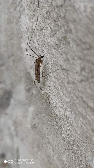 Limonia nubeculosa