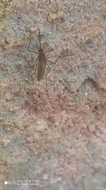 Culicidae - csípőszúnyogok