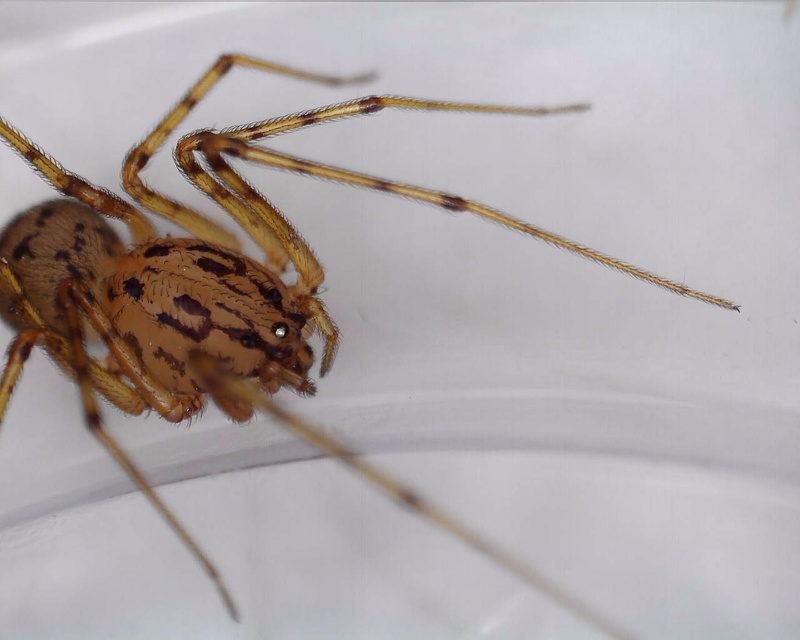 Scytodes thoracica - közönséges csupaszpók