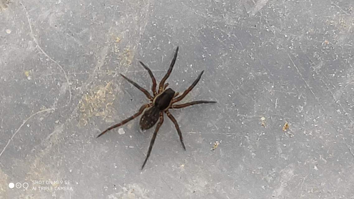 Piratula