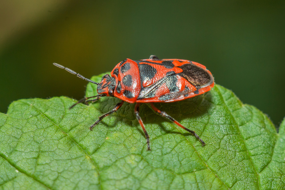 Eurydema ornata - díszespoloska