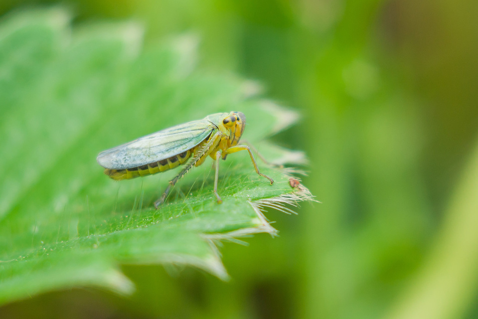 Cicadella viridis - méregzöld kabóca