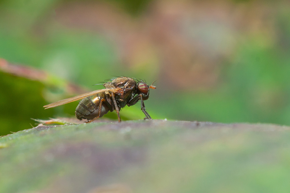 Calliopum