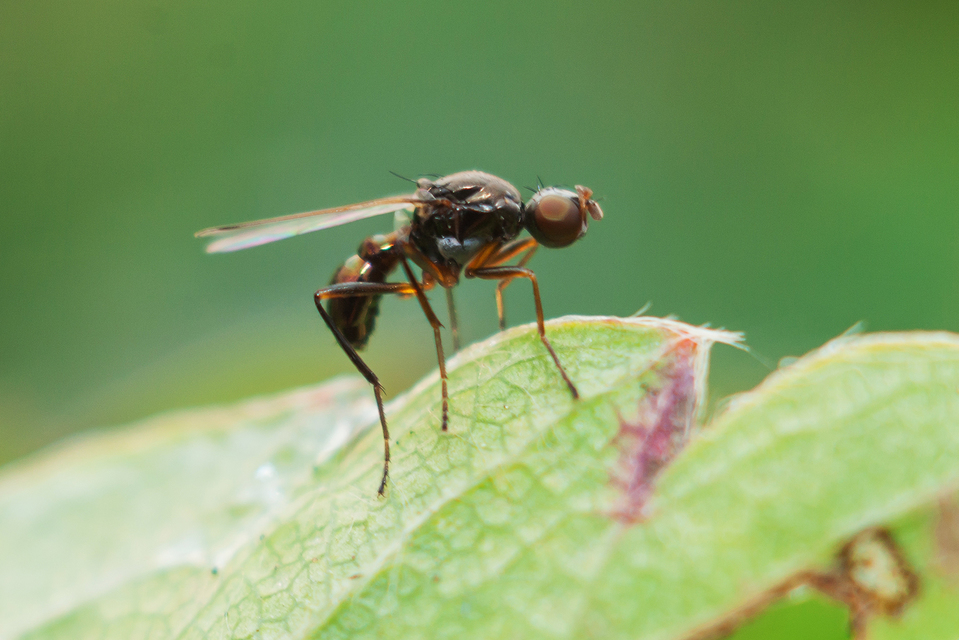 Sepsidae - billegetőlégyfélék
