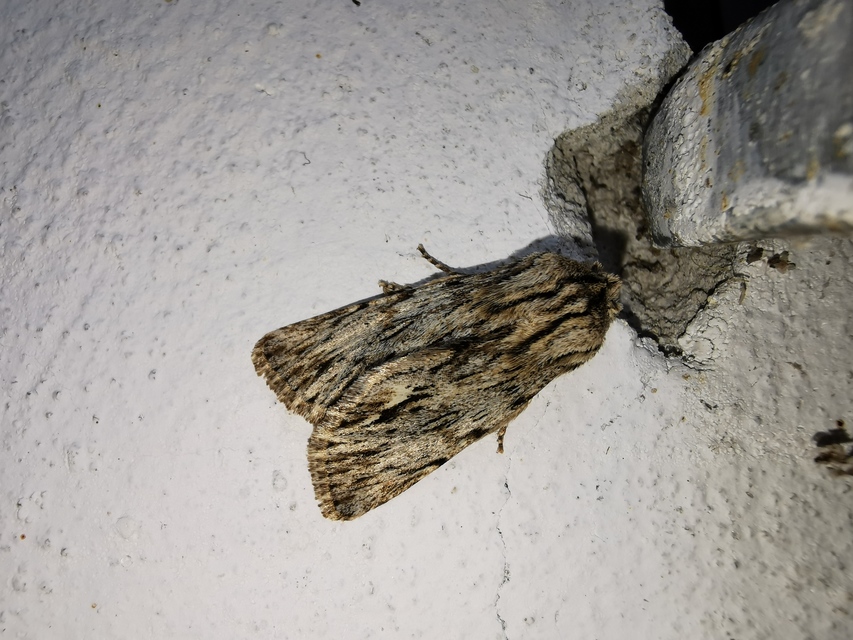 Asteroscopus sphinx - csillagnéző bundásbagoly