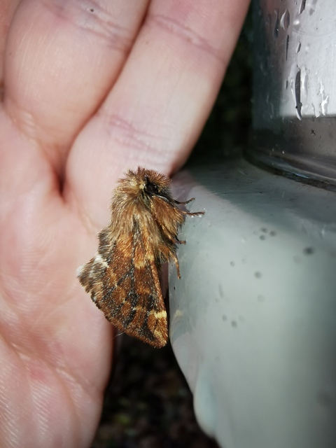 Ptilophora plumigera - tollas púposszövő