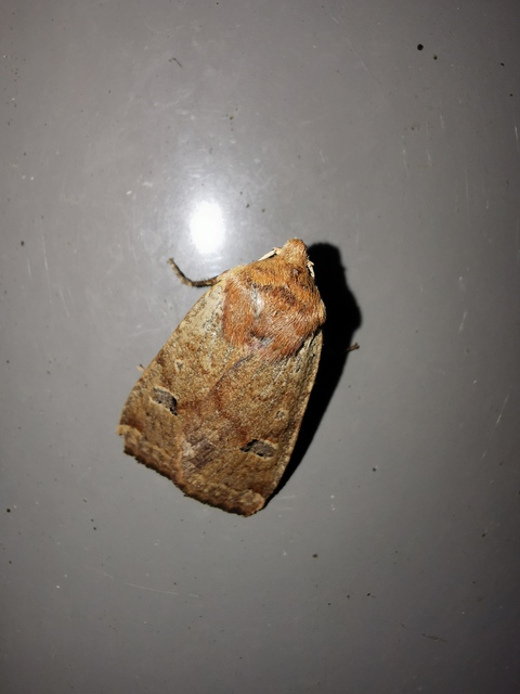 Conistra erythrocephala - vörösfejű őszibagoly