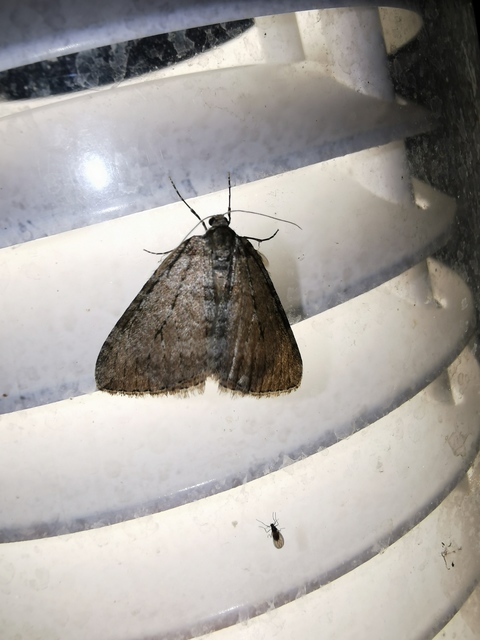 Epirrita christyi/dilutata