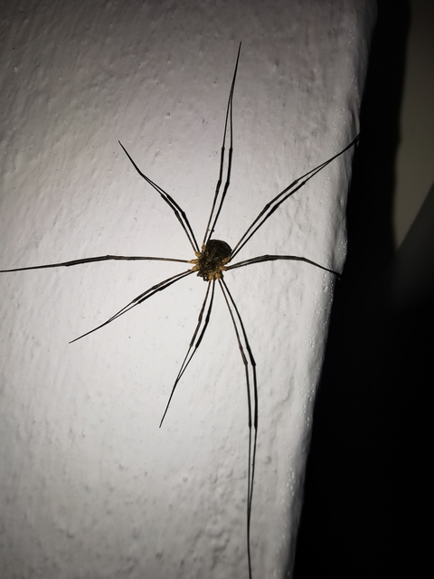 Lacinius dentiger