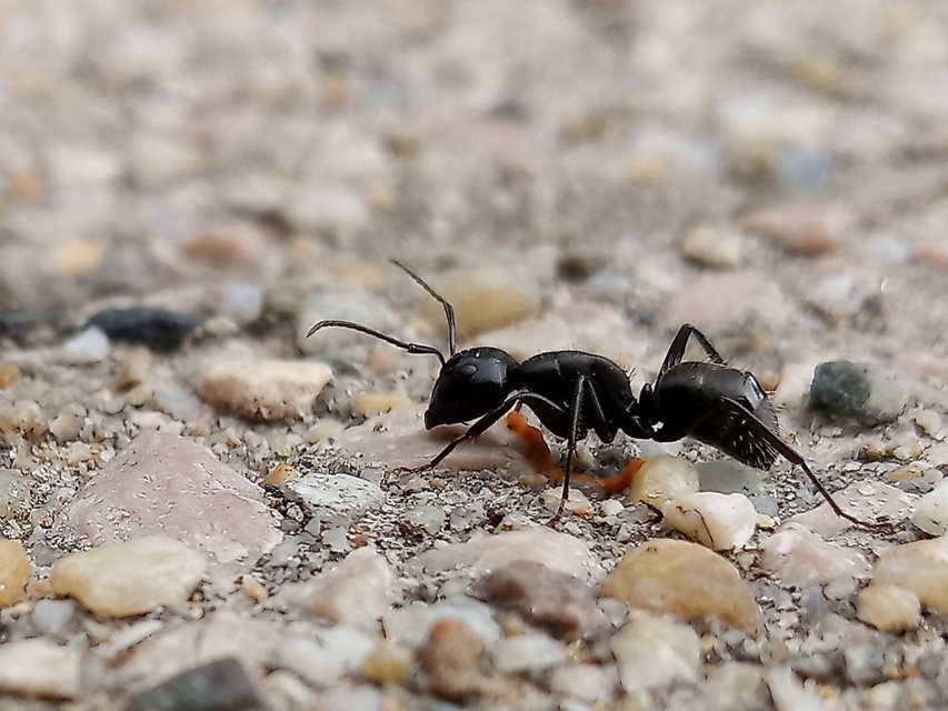 Camponotus vagus - fekete lóhangya