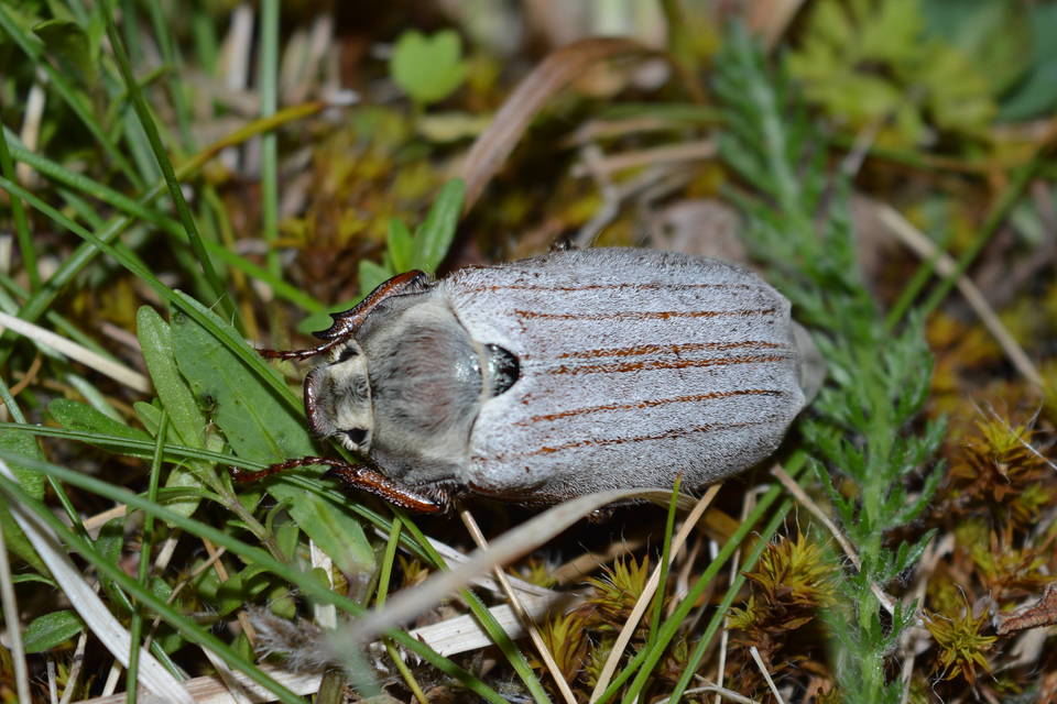 Melolontha pectoralis - hamvas cserebogár
