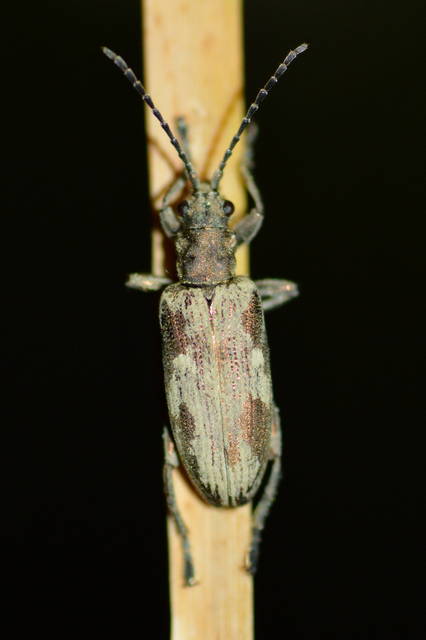 Donacia cinerea