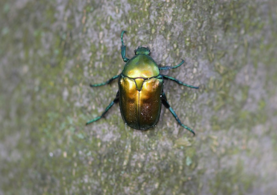 Protaetia affinis - smaragdzöld virágbogár