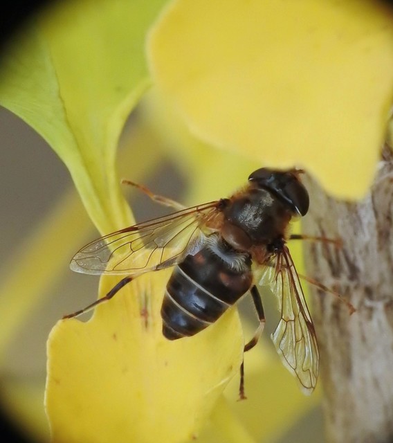 Eristalis