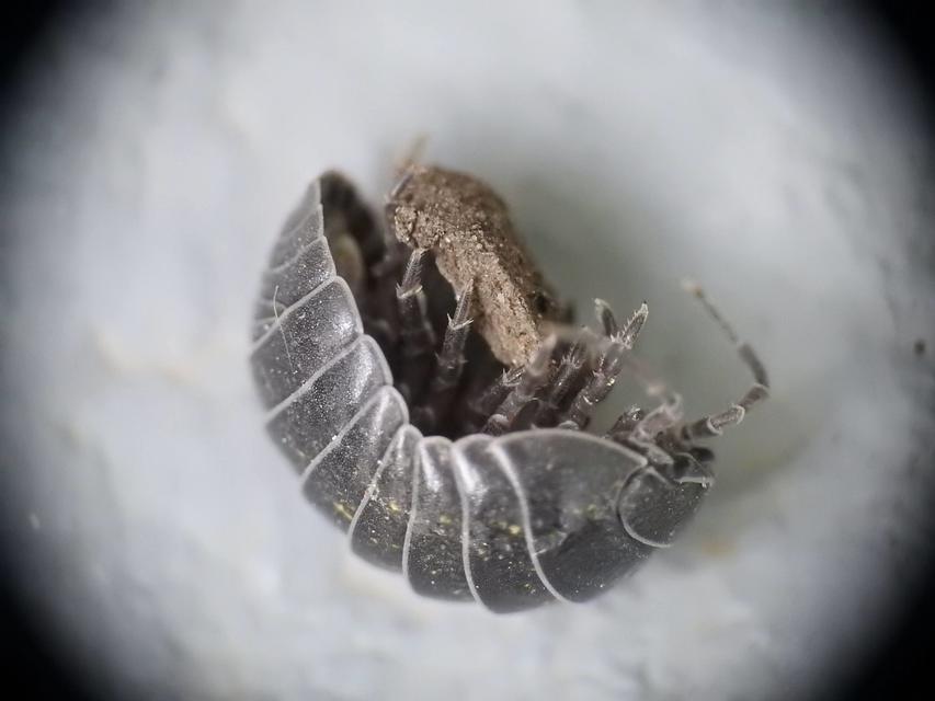 Armadillidium vulgare - szürke gömbászka