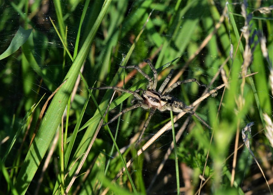 Agelena labyrinthica - illó tölcsérpók