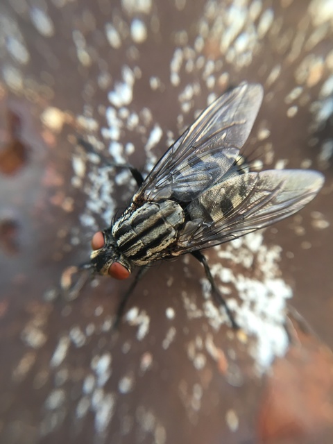 Sarcophaginae