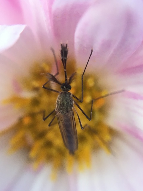Culicidae - csípőszúnyogok
