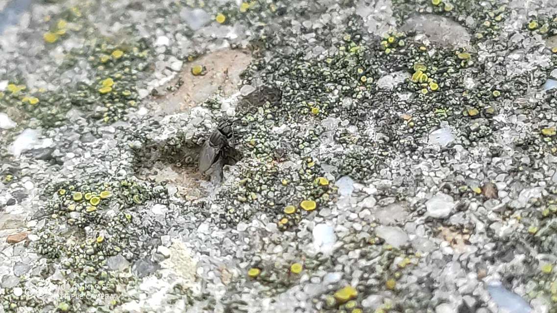 Chloropidae - gabonalegyek