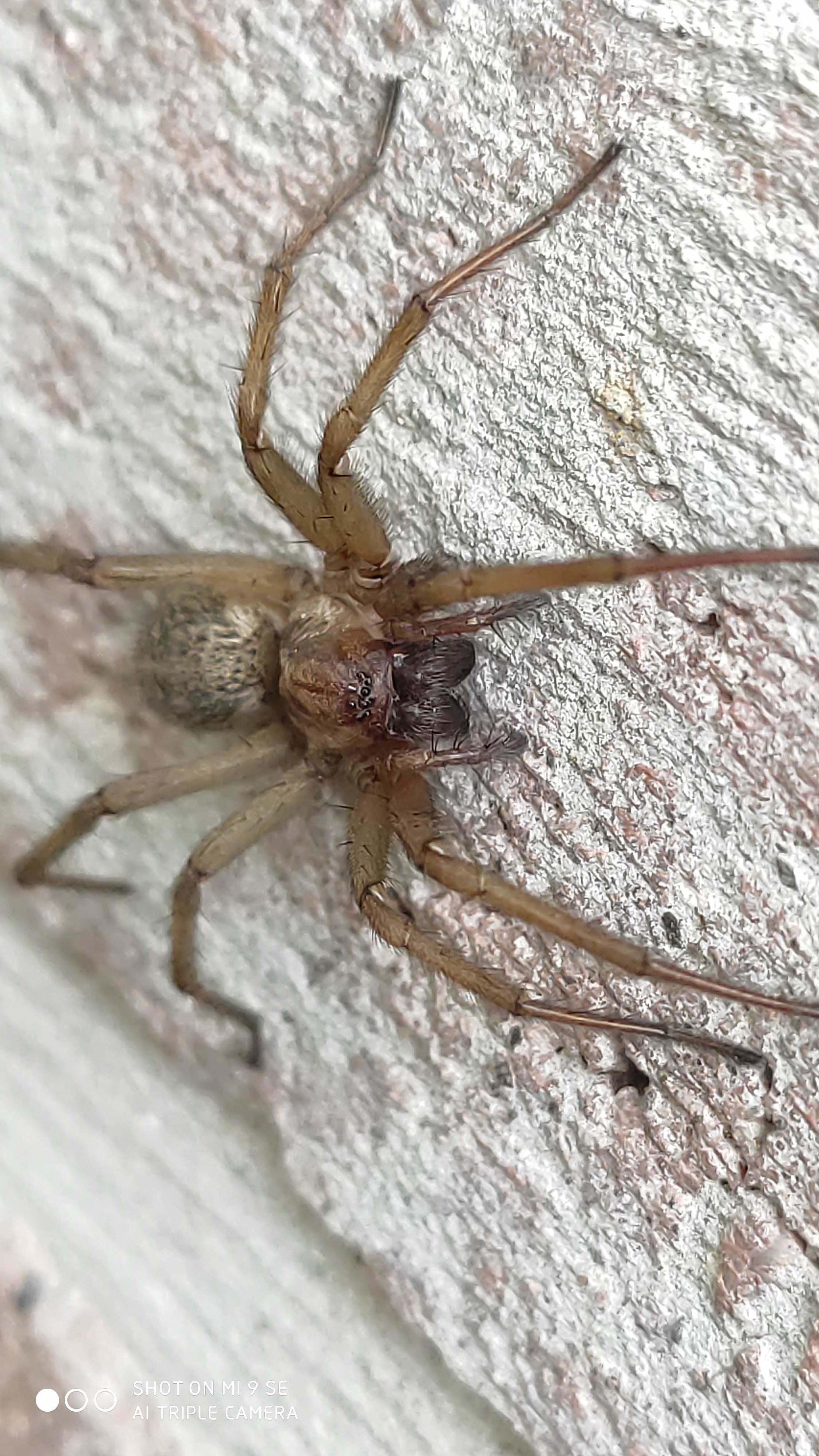 Eratigena agrestis - réti zugpók