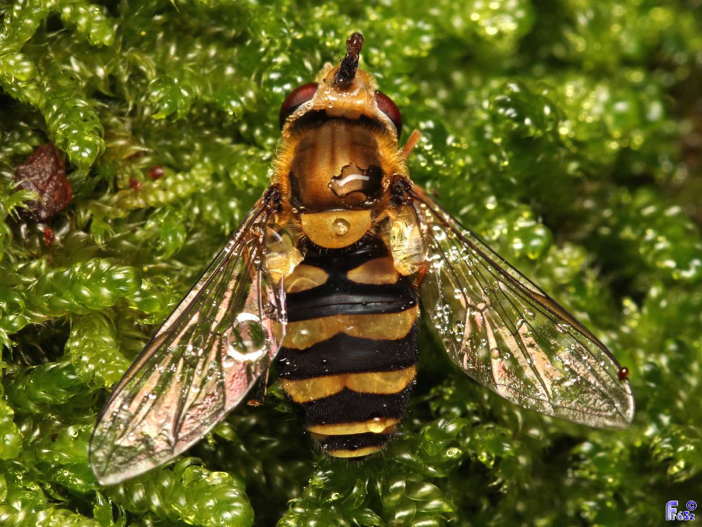 Syrphus