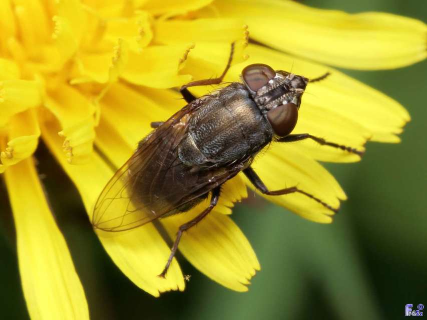 Stomorhina lunata - sáskaparazita légy