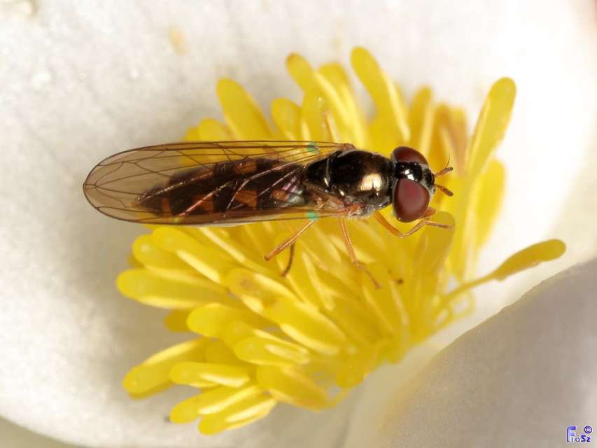 Melanostoma mellinum - gyakori fűzengőlégy