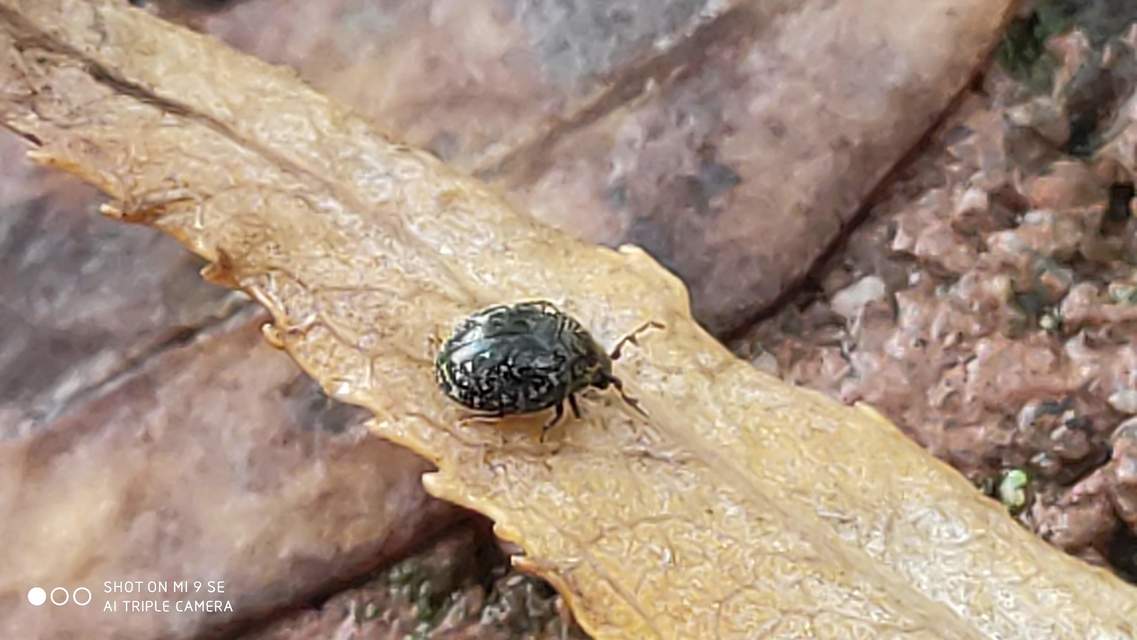 Dorcatoma