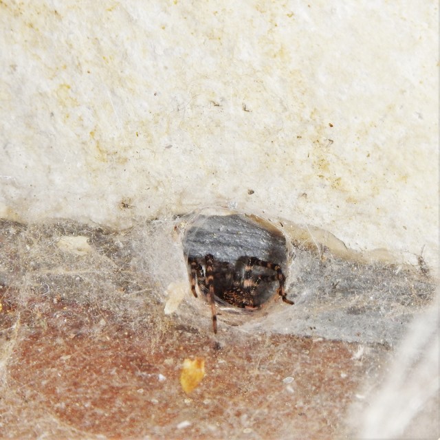 Tegenaria