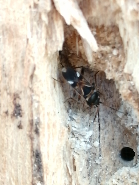 Raglius alboacuminatus - tarka díszesbodobács