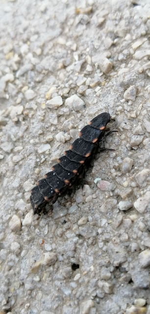 Lampyris noctiluca - nagy szentjánosbogár